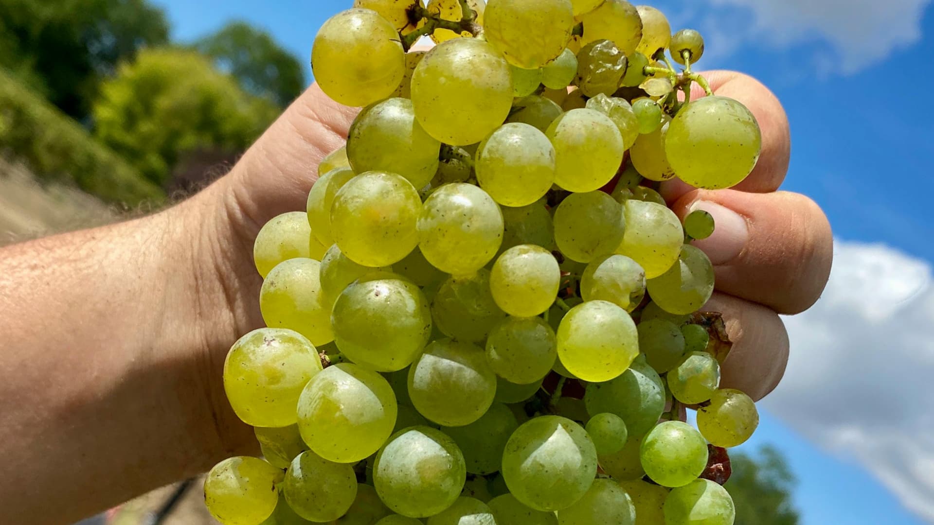 Tout savoir sur la culture biologique du vin: le guide ultime