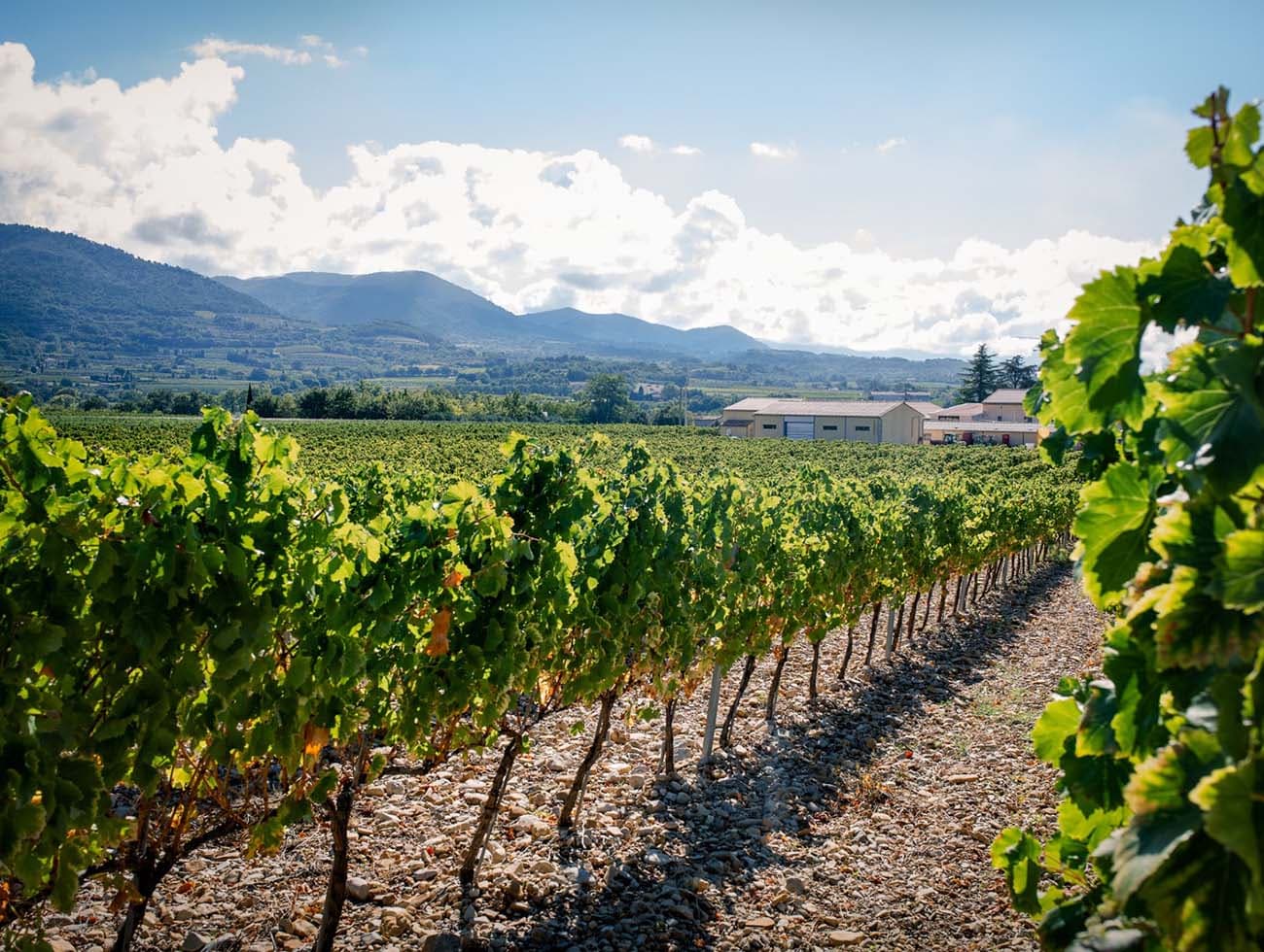 Le Petit Saint Vincent