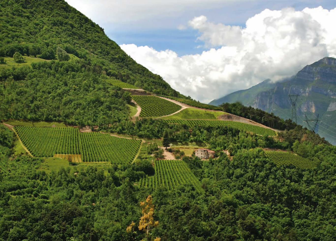 Tenuta Maso Corno - G. Larcher