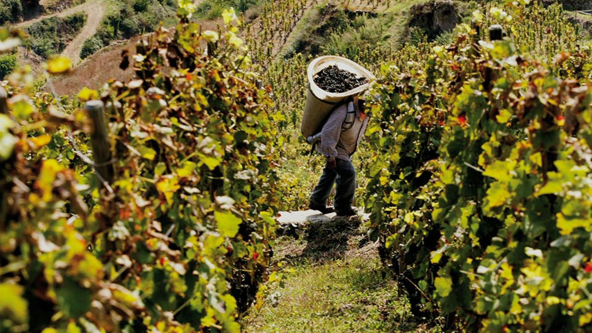 6 cépages pour maîtriser les vins de la Vallée du Rhône