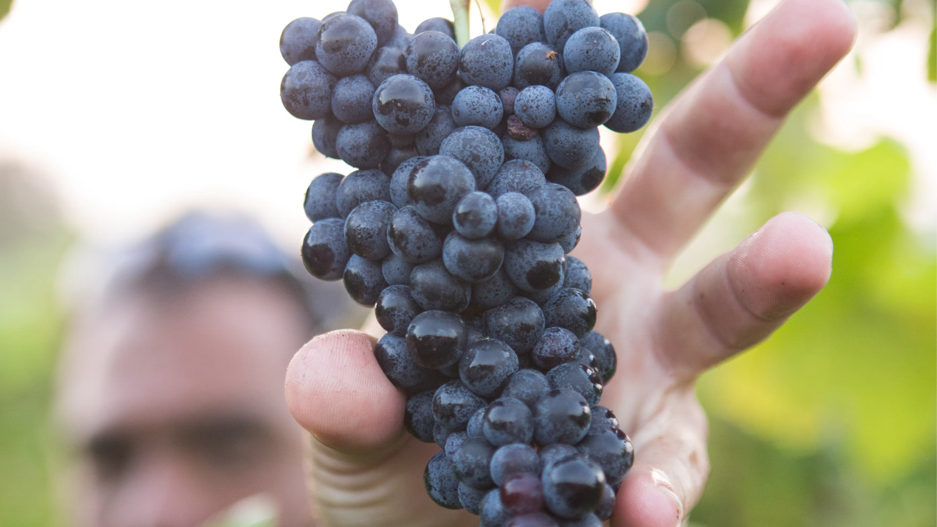 La France dépasse l'Italie et devient 1er producteur mondial de vin en 2023