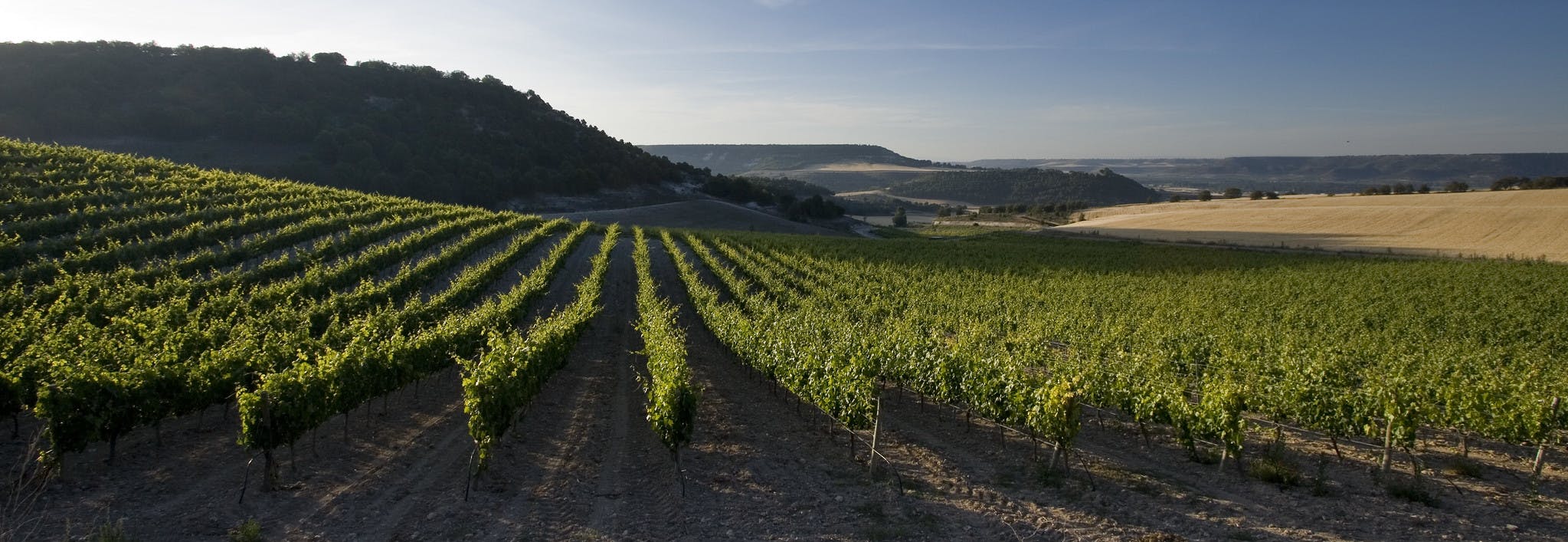 Les vins de la Ribera del Duero, Espagne